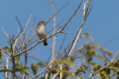 Tenggara Flowerpecker (Pachyglossa obsoleta tincta)