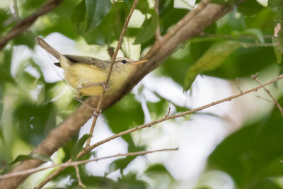 Rote Leaf Warbler (Phylloscopus rotiensis)