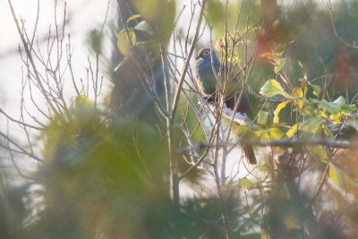 Black Cuckoo-Dove (Turacoena modesta)