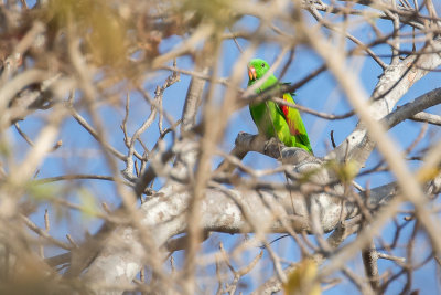 Jonquil Parrot (Aprosmictus jonquillaceus)