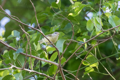 Timor Leaf Warbler (Phylloscopus presbytes)