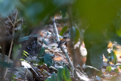 Black-banded Flycatcher (Ficedula timorensis)