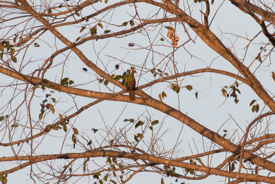 Timor Cuckoo-Dove (Macropygia magna)