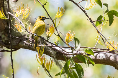 Flame-eared Honeyeater (Lichmera flavicans)