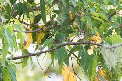 Mount Mutis Parrotfinch (Erythrura sp. nov.)