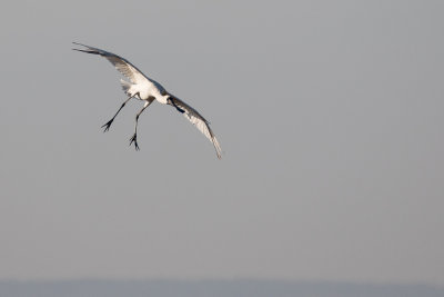 Royal Spoonbill (Platalea regia)