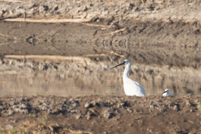 Royal Spoonbill (Platalea regia)