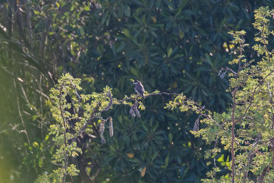 Timor Sparrow (Lonchura fuscata)