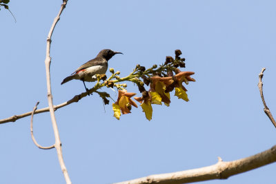 Timor Myzomela (Myzomela vulnerata)