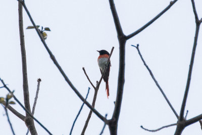 Flores Minivet (Pericrocotus lansbergi)