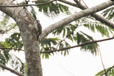 Sunda Pygmy Woodpecker (Picoides moluccensis)