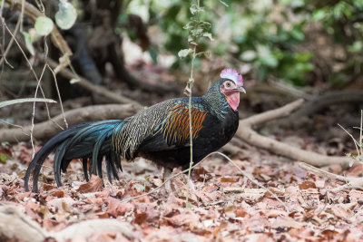 Green Junglefowl (Gallus varius)