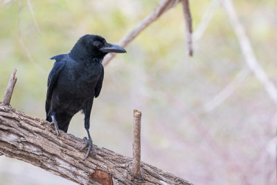 Southern Jungle Crow (Corvus macrorhynchos)