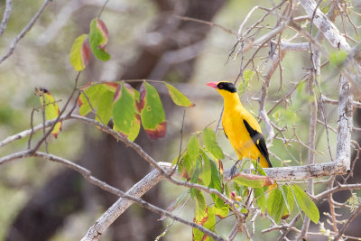 Black-naped Oriole (Oriolus chinensis)