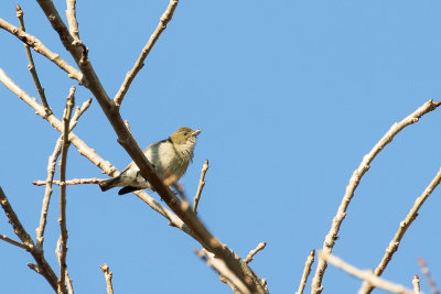 Tenggara Flowerpecker (Pachyglossa obsoleta)