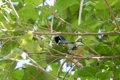 Flores Monarch (Symposiachrus sacerdotum)