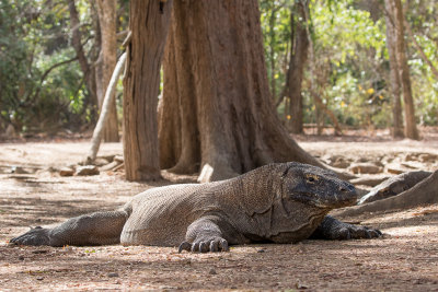 Komodo Dragon (Varanus komodoensis)