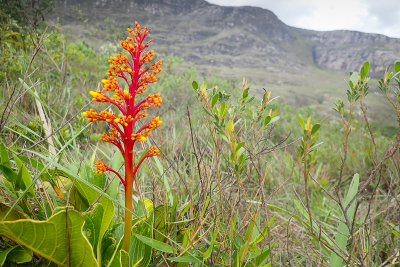 Unknown plant sp.