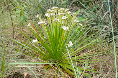 Actinocephalus sp.