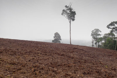 Deforestation in Mata dos Caets