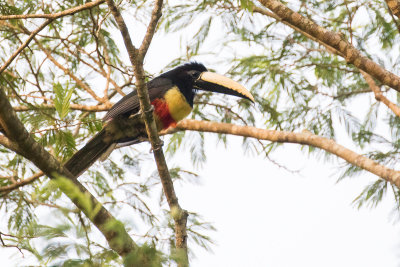 Black-necked Aracari (Pteroglossus aracari)