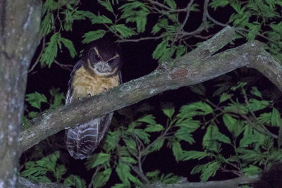 Tawny-browed Owl (Pulsatrix koeniswaldiana)