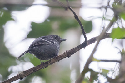 Sooretama Slaty Antshrike (Thamnophilus ambiguus)