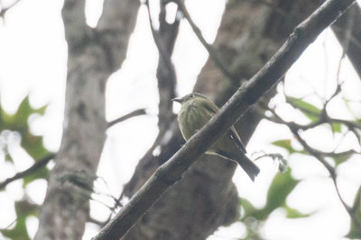 Wied's Tyrant-Manakin (Neopelma aurifrons)