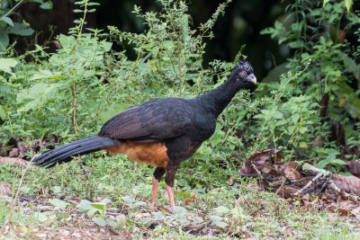 Red-billed Curassow (Crax blumenbachii)