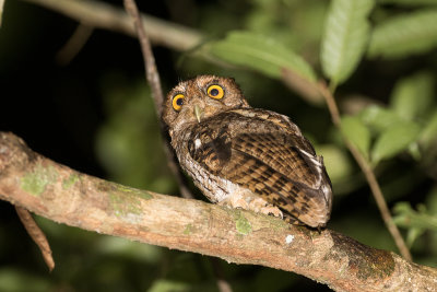 Black-capped Screech Owl (Megascops atricapilla)