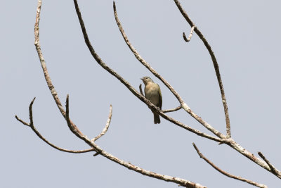 Chestnut-vented Conebill (Conirostrum speciosum)