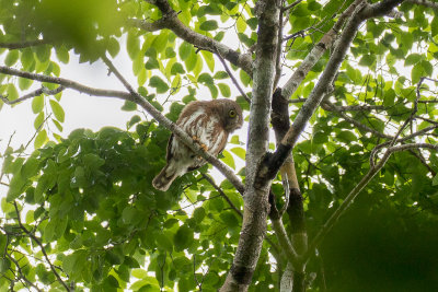 East Brazilian Pygmy Owl (Glaucidium minutissimum)