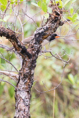 Black-throated Saltator (Saltator atricollis)