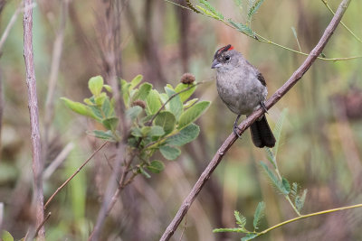 Grey Pileated Finch (Coryphospingus pileatus)