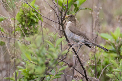 Creamy-bellied Thrush (Turdus amaurochalinus)