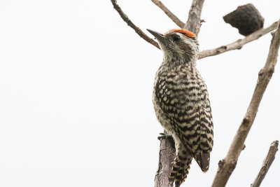 Checkered Woodpecker (Veniliornis mixtus)