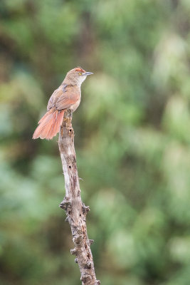 Greater Thornbird (Phacellodomus ruber)