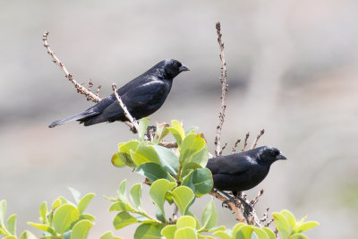 Screaming Cowbird (Molothrus rufoaxillaris)