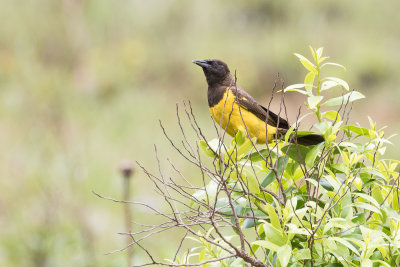 Yellow-rumped Marshbird (Pseudoleistes guirahuro)