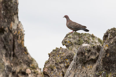 Picazuro Pigeon (Patagioenas picazuro)