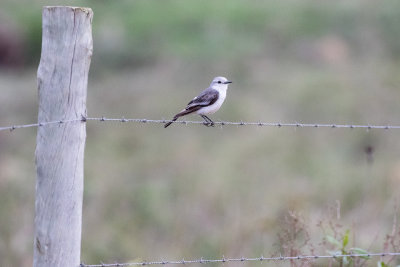 White-rumped Monjita (Xolmis velatus)