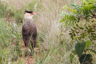 Southern Crested Caracara (Caracara plancus)