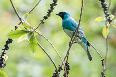 Swallow Tanager (Tersina viridis)