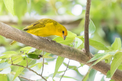 Saffron Finch (Sicalis flaveola)