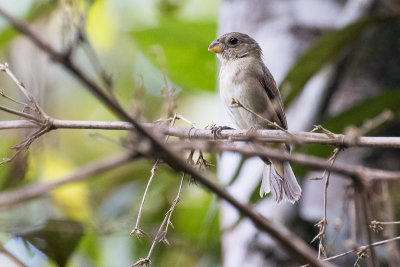 Temminck's Seedeater (Sporophila falcirostris)