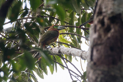 Spot-billed Toucanet (Selenidera maculirostris)