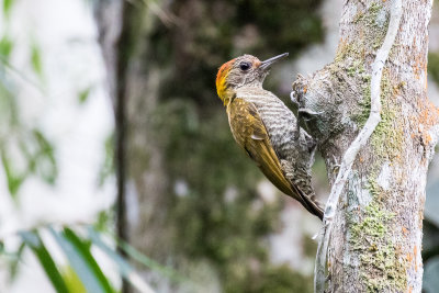 Yellow-eared Woodpecker (Veniliornis maculifrons)