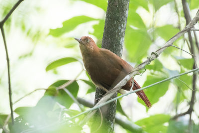 Henna-capped Foliage-gleaner (Hylocryptus rectirostris)