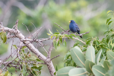 Blue Finch (Porphyrospiza caerulescens)