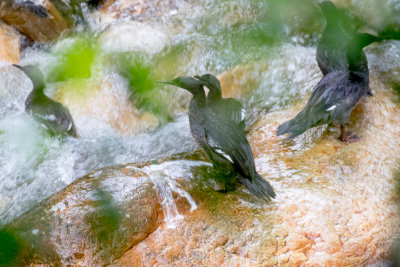 Brazilian Merganser (Mergus octosetaceus)